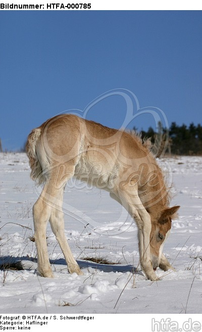 Haflinger Fohlen / haflinger horse foal / HTFA-000785