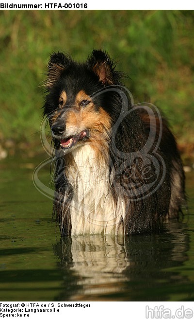 badender Langhaarcollie / bathing longhaired collie / HTFA-001016