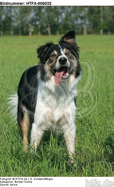 Border Collie / HTFA-006032