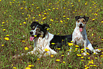 Border Collie und Parson Russell Terrier / border collie and parson russell terrier