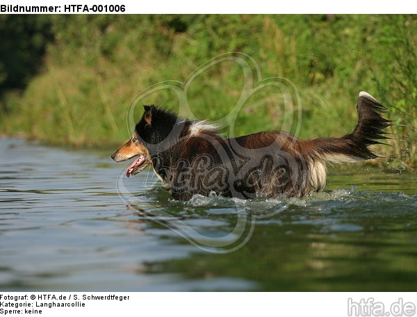 badender Langhaarcollie / bathing longhaired collie / HTFA-001006