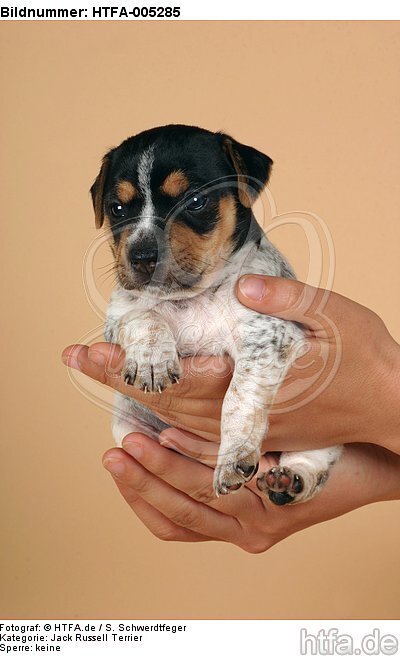 Jack Russell Terrier Welpe / jack russell terrier puppy / HTFA-005285