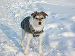 Parson Russell Terrier im Schnee / PRT in snow