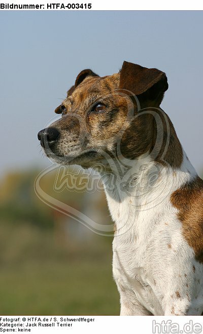 Jack Russell Terrier / HTFA-003415