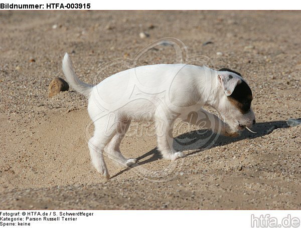 Parson Russell Terrier Welpe / parson russell terrier puppy / HTFA-003915