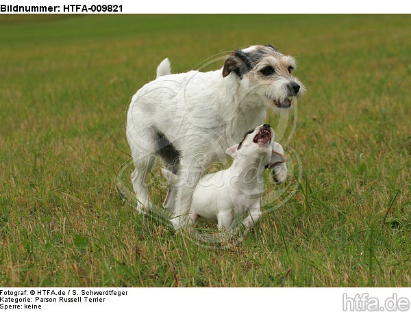 spielende Parson Russell Terrier / playing PRT / HTFA-009821