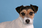 Parson Russell Terrier Portrait