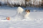 Parson Russell Terrier spielt im Schnee / prt playing in snow