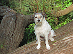 sitzender Parson Russell Terrier / sitting PRT