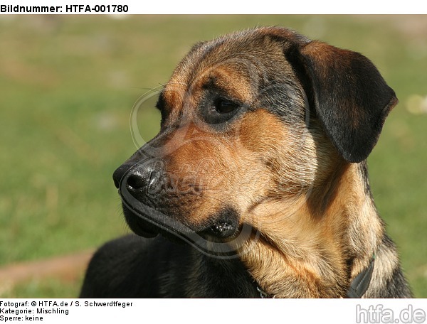 Mischling / mongrel / HTFA-001780