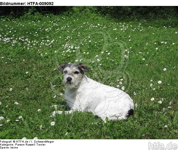 liegender Parson Russell Terrier / lying PRT / HTFA-009092