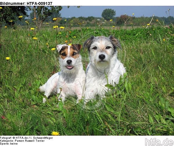 2 Parson Russell Terrier / HTFA-009137