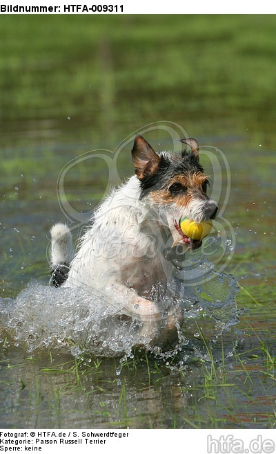 spielender Parson Russell Terrier / playing PRT / HTFA-009311