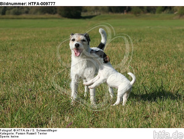 spielende Parson Russell Terrier / playing PRT / HTFA-009777