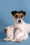 Parson Russell Terrier und Zwergkaninchen / prt and bunny