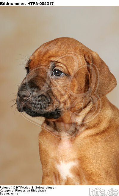 Rhodesian Ridgeback Welpe / rhodesian ridgeback puppy / HTFA-004317