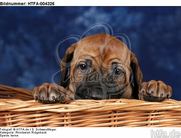 Rhodesian Ridgeback Welpe / rhodesian ridgeback puppy / HTFA-004326