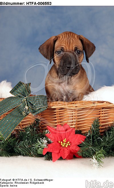 Rhodesian Ridgeback Welpe / rhodesian ridgeback puppy / HTFA-006553