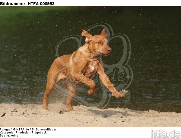 Rhodesian Ridgeback Welpe / rhodesian ridgeback puppy / HTFA-006953