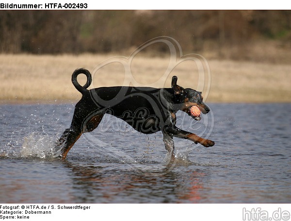 Dobermann / doberman pinscher / HTFA-002493