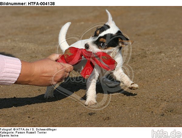 Parson Russell Terrier Welpe / parson russell terrier puppy / HTFA-004138