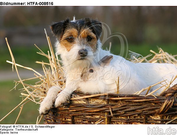 Parson Russell Terrier und Angorakaninchen / prt and bunny / HTFA-008516