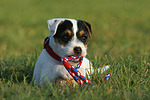 spielender Parson Russell Terrier Welpe / playing PRT puppy