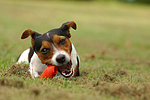 Jack Russell Terrier