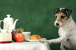 Parson Russell Terrier