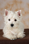 liegender West Highland White Terrier Welpe / lying West Highland White Terrier Puppy