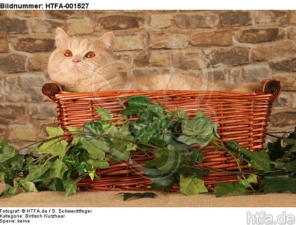Britisch Kurzhaar / british shorthair / HTFA-001527