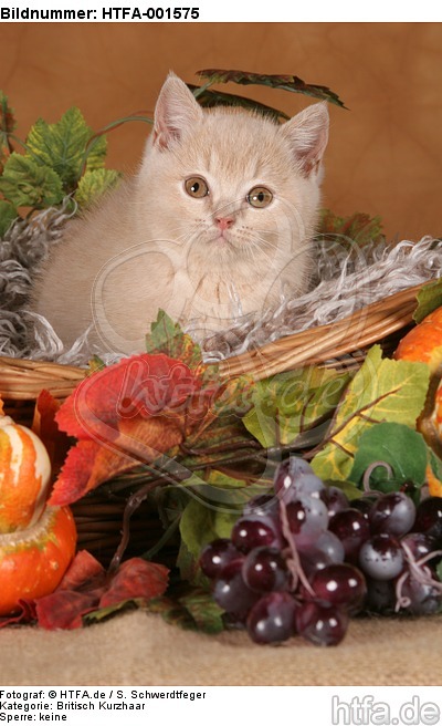 Britisch Kurzhaar Kätzchen / british shorthair kitten / HTFA-001575