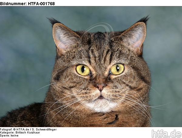 Britisch Kurzhaar / british shorthair / HTFA-001768