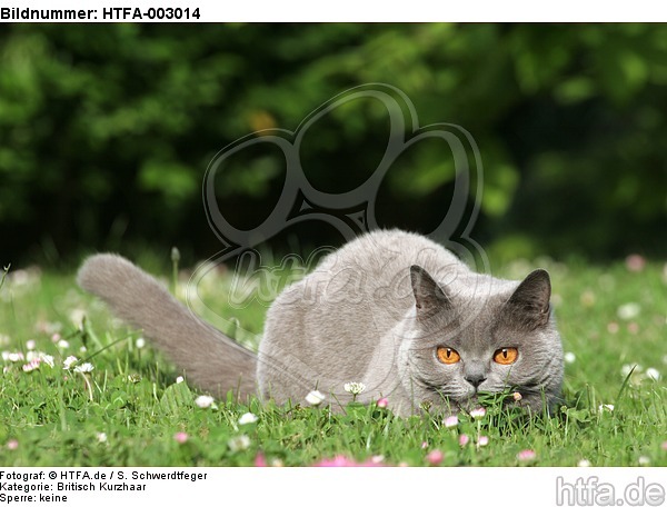 Britisch Kurzhaar / british shorthair / HTFA-003014