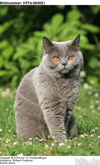 Britisch Kurzhaar / british shorthair / HTFA-003021