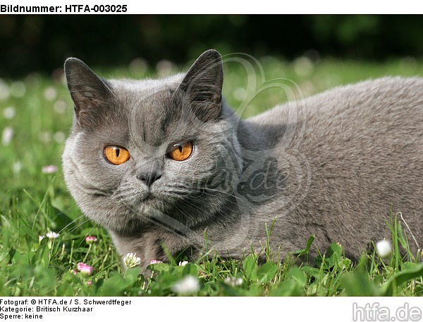 Britisch Kurzhaar / british shorthair / HTFA-003025