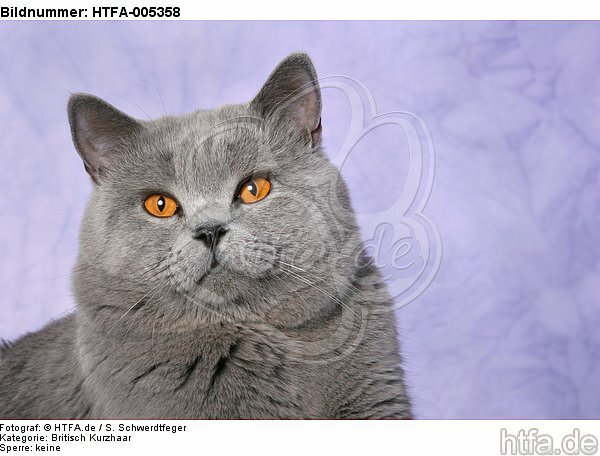 Britisch Kurzhaar / british shorthair / HTFA-005358