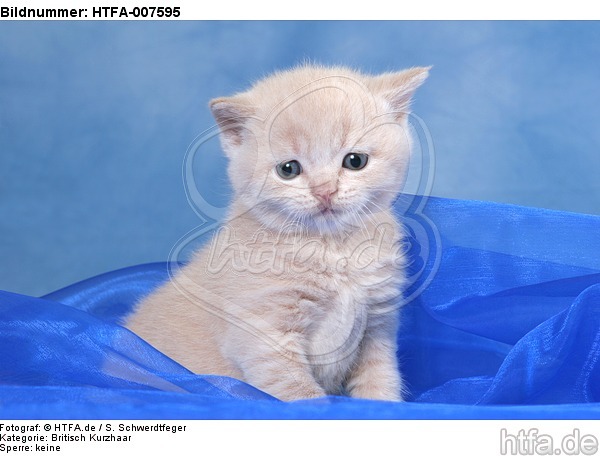 Britisch Kurzhaar Kätchen / british shorthair kitten / HTFA-007595