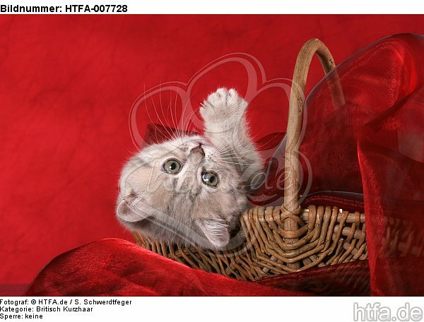 Britisch Kurzhaar Kätzchen / british shorthair kitten / HTFA-007728