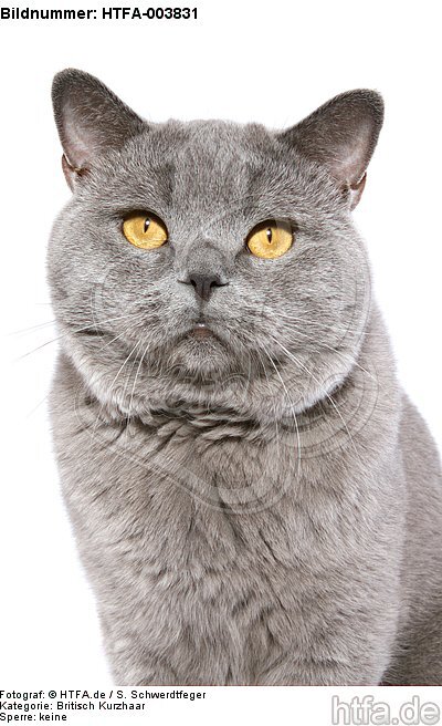 Britisch Kurzhaar / british shorthair / HTFA-003831