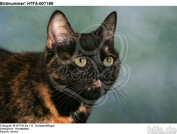 Hauskatze / domestic cat / HTFA-007185