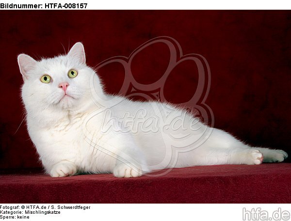 liegender weißer BKH-Mix / lying white domestic cat / HTFA-008157