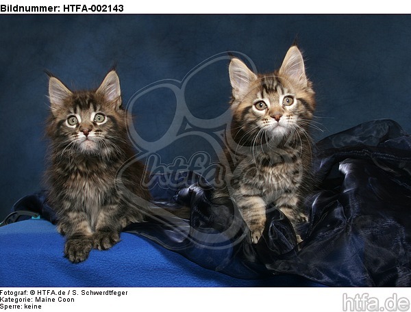 Maine Coon Kätzchen / Maine Coon Kitten / HTFA-002143