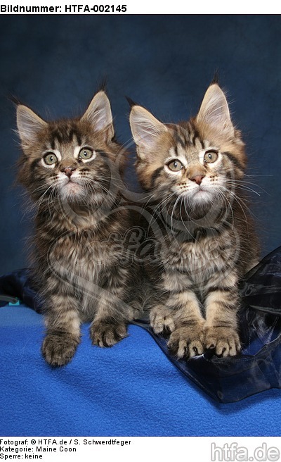 Maine Coon Kätzchen / Maine Coon Kitten / HTFA-002145