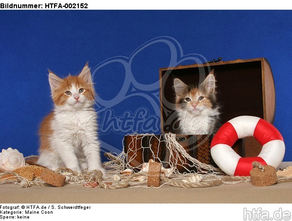 Maine Coon Kätzchen / Maine Coon Kitten / HTFA-002152