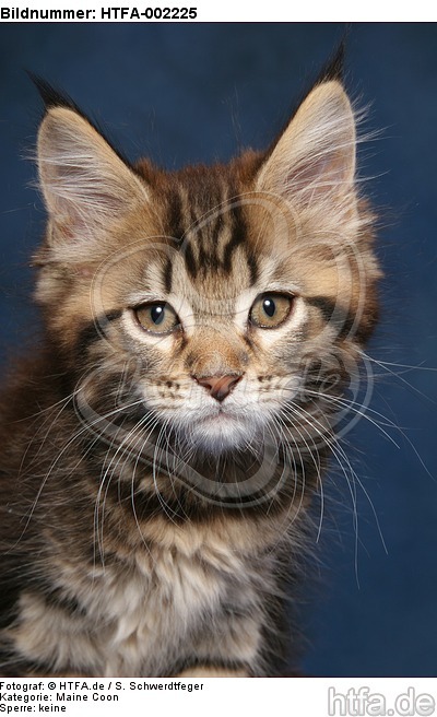 Maine Coon Kätzchen / maine coon kitten / HTFA-002225