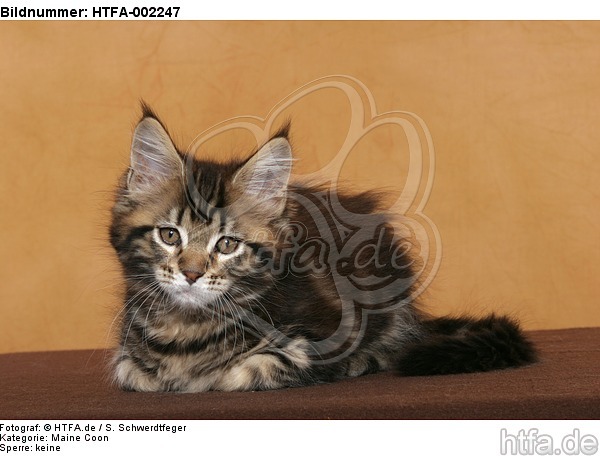 Maine Coon Kätzchen / maine coon kitten / HTFA-002247