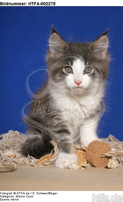 Maine Coon Kätzchen / maine coon kitten / HTFA-002275