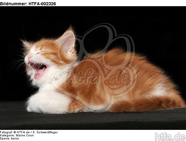 Maine Coon Kätzchen / maine coon kitten / HTFA-002326