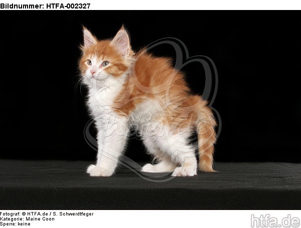 Maine Coon Kätzchen / maine coon kitten / HTFA-002327